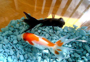 養紅草魚(yú)的注意事項,魚(yú)缸養草魚(yú)能養大嗎,養小紅草魚(yú)的注意事項