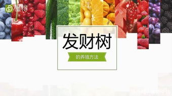 梔子花的養殖方法和注意事項有哪些,小葉梔子花的養殖方法和注意事項,水培梔子花的養殖方法和注意事項