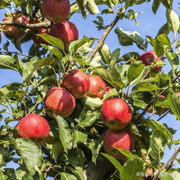 采摘,注意事項,蘋(píng)果