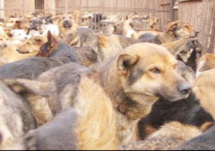 養植肉狗的注意事項