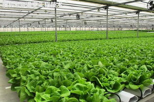 水培,注意事項,蔬菜