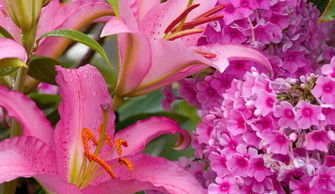 移植,秋季,花卉,注意事項