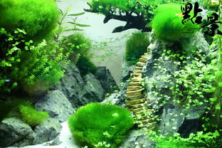 草缸開(kāi)缸注意事項,草缸養魚(yú)注意事項,草缸養蝦注意事項