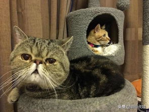 注意事項,去機場(chǎng),寵物