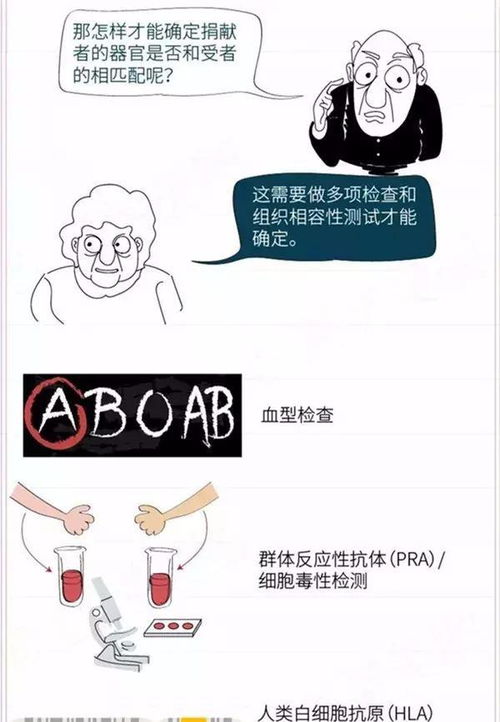 腎臟,移植,注意事項