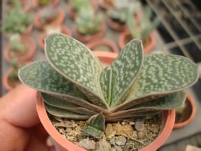 子寶的養殖方法和注意事項