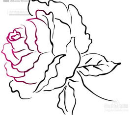 花期,牡丹,注意事項,管理