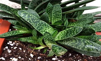 子寶的養殖方法和注意事項,多肉子寶的養殖方法和注意事項,子寶花的養殖方法和注意事項