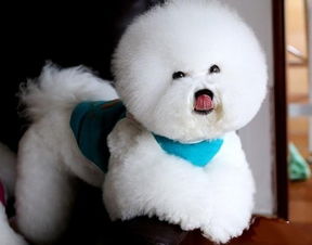 驅蟲(chóng),體外,五個(gè)月,注意事項