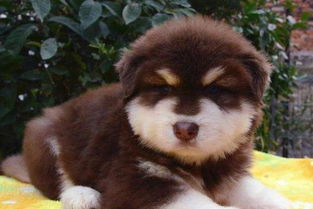 阿拉斯加犬注意事項