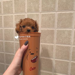 人工喂養奶狗的注意事項