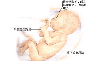 懷孕七月注意事項