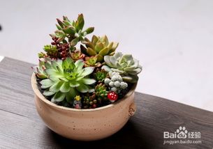 秋天養花注意事項