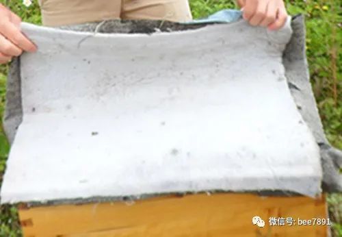 新手養蜂注意事項,陽(yáng)臺養蜂注意事項,塑料桶養蜂注意事項