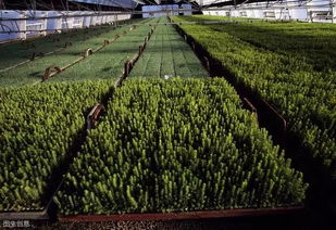 購買(mǎi)苗木注意事項