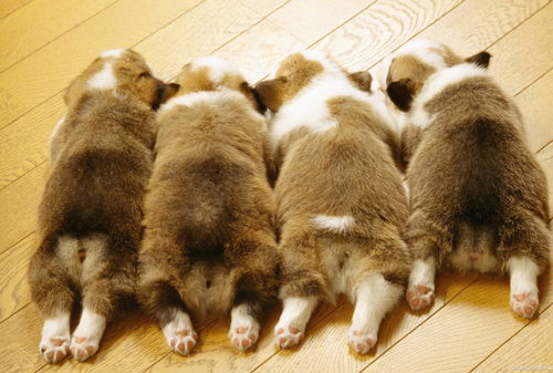 個(gè)月,小狗,注意事項