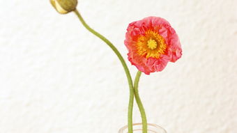 花卉移植注意事項,秋季移植榆樹(shù)注意事項,秋季移植桃樹(shù)注意事項