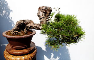 不老,注意事項,松栽養