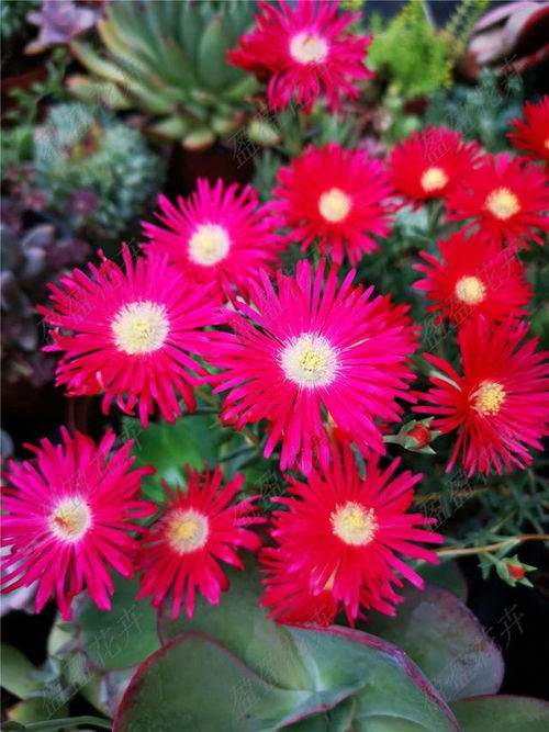 海棠,養殖,注意事項,方法