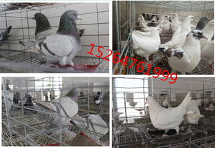 鴿子抱窩注意事項