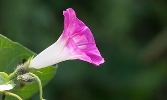 牽?；ǖ酿B殖方法和注意事項