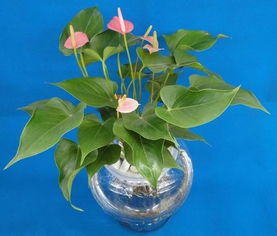 水陪金虎的養殖方法和注意事項