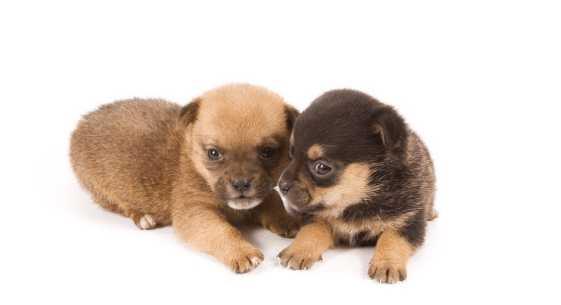 養小狗的注意事項,小狗到家注意事項,小狗打預防針注意事項