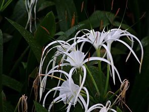 室內養雞爪蘭有什么注意事項