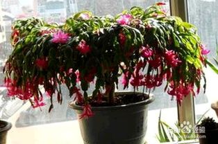 木麒麟的養殖方法和注意事項,麒麟的養殖方法和注意事項,彩麒麟的養殖方法和注意事項