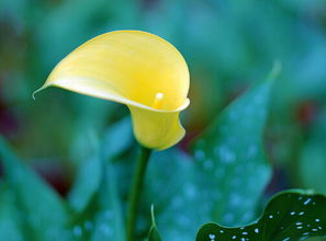 養殖,注意事項,迷迭香