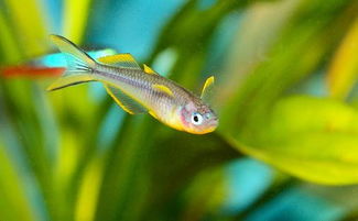 霓虹燈魚(yú)注意事項