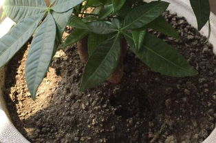 發(fā)財樹(shù)換花盆注意事項