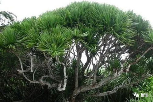 不老松的養殖方法和注意事項,不老松怎么養和注意事項,不老松種植注意事項