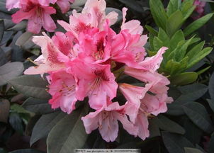 杜鵑的養護以及注意事項,杜鵑紅山茶花注意事項,杜鵑的養殖方法及注意事項