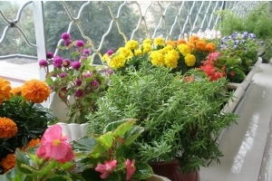 夏季,注意事項,養花,家庭