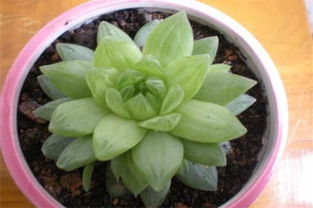 青龍,養殖,注意事項,方法