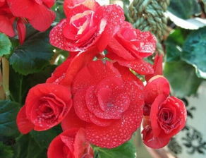 麗格海棠冬天的養殖方法和注意事項