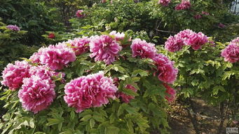 牡丹花,種植,注意事項,方法