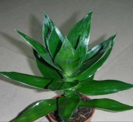 水培,觀(guān)音,養殖,注意事項