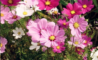 波斯菊,播種,注意事項