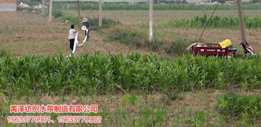 灌溉,過(guò)程中,注意事項,水帶