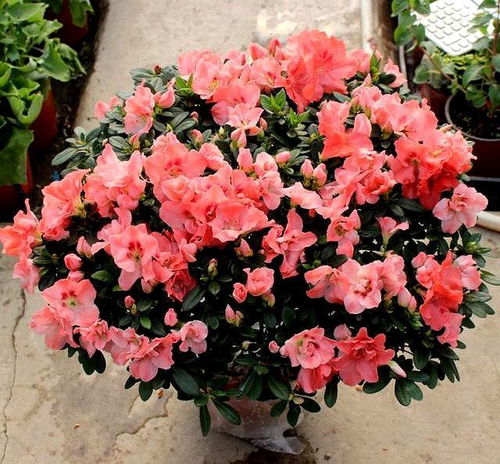 小葉杜鵑注意事項