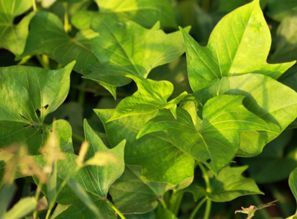 紅薯葉子食用注意事項