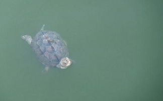 放生的時(shí)間和注意事項,放生甲魚(yú)的注意事項,放生注意事項放生地點(diǎn)