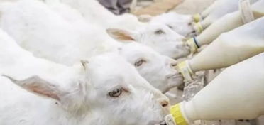 新生羔羊的注意事項