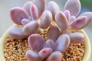 肉肉的繁殖方法和注意事項,肉肉的移栽方法和注意事項,肉肉冬季的養殖方法和注意事項