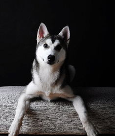 哈士奇幼犬飼養注意事項,哈士奇喂養注意事項,購買(mǎi)哈士奇注意事項