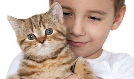 養貓生孩子注意事項
