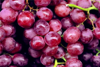 種植葡萄注意事項,葡萄養殖方法和注意事項,葡萄移植后注意事項