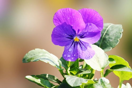 接種,注意事項,方法